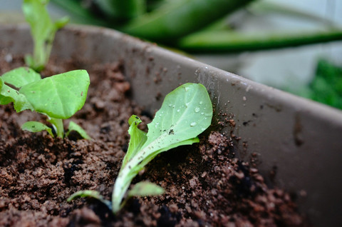 Ilustrasi Media Tanam Cocopeat, Sumber Unsplash Kew Li Wen