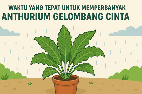 Ilustrasi Cara Memperbanyak Anthurium Gelombang Cinta