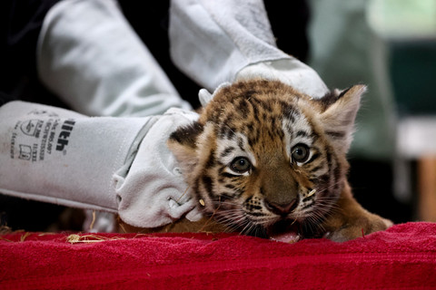 Seekor bayi kembar empat harimau Siberia menerima vaksinasi pertamanya di kebun binatang Magdeburg, Jerman, Senin (14/7/2025). Foto: Nadja Wohlleben/REUTERS