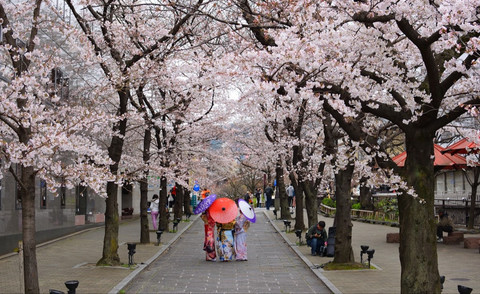 Ilustrasi Apakah Bunga Sakura Hanya Ada di Jepang Sumber Unsplash/Pavlo Klein