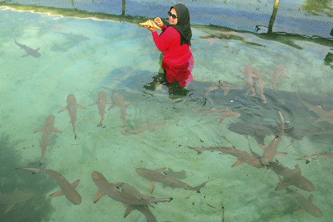 Wisatawan berpose di kolam penangkaran ikan hiu (Selachimorpha) di Pulau Menjangan Kecil, Karimunjawa, Jepara, Jawa Tengah, Selasa (15/7/2025). Foto: Yusuf Nugroho/ANTARA FOTO