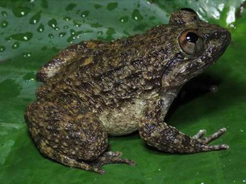 Ade Damara Gonggoli via BRIN