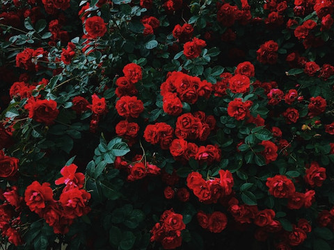  Unsplash.com/Nikita Tikhomirov