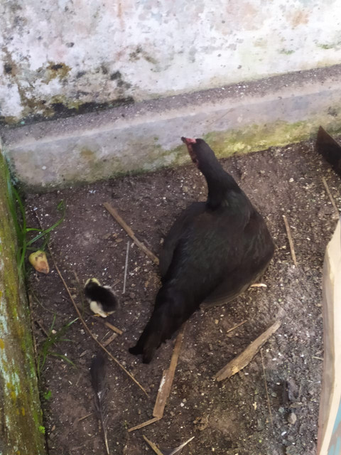 Seekor induk dan anak ayam usai dievakuasi oleh petugas Dinas Pemadam Kebakaran dan Penyelamatan (Damkarmat) yang bersarang diatap plafon rumah warga di Dusun Cantuk Lor, Kecamatan Singojuruh, Banyuwangi, Jawa Timur, Sabtu (19/7). Foto: Dok. Damkar Banyuwangi