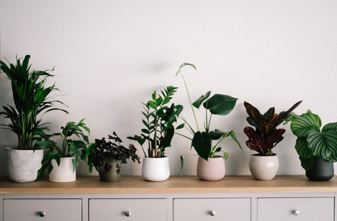 Ilustrasi Cara Merawat Tanaman Hias Indoor Sumber Unsplash/Annie Spratt