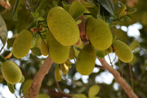Manfaat Menanam Pohon Nangka, Sumber Unsplash Vinod Kumar