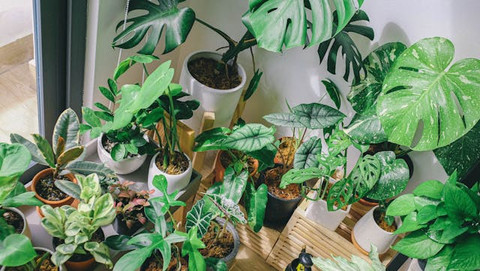  Pexels/Huy Phan