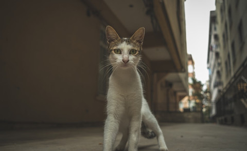 Ilustrasi 10 Prompt Kucing AI Sumber Unsplash/Tolga Deniz Aran
