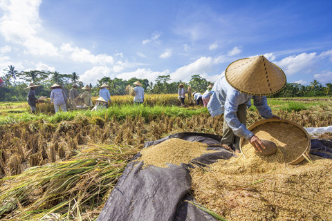 Ilustrasi petani mengumpulkan beras. Foto: Shutterstock