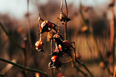 Pexels/Boryslav