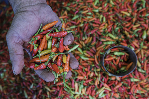 Ilustrasi cabai rawit. Foto: Andry Denisah/ANTARA FOTO
