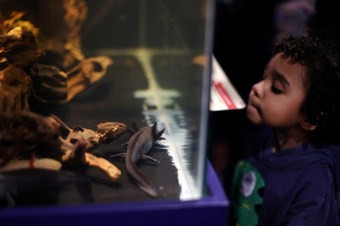 Seorang anak melihat axolotl (Ambystoma mexicanum), spesies yang terancam punah saat peremian akuarium AquaRio di Rio de Janeiro, Brasil, Selasa (29/7/2025). Foto: Pilar Olivares/REUTERS