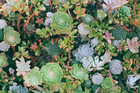 Ilustrasi Mengapa tanaman sukulen cepat membusuk? Sumber: maria orlova/unsplash