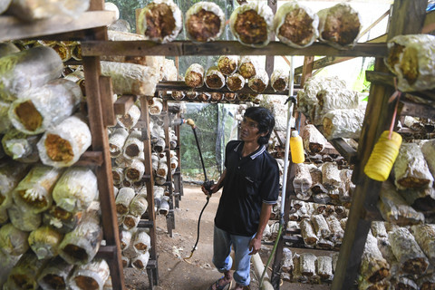Petani menyiram jamur tiram seusai dipanen di Desa Bhuana Jaya, Tenggarong Seberang, Kutai Kartanegara, Kalimantan Timur, Rabu (30/7/2025). Foto: M Risyal Hidayat/ANTARA FOTO