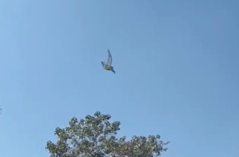 Burung hantu saat terlepas dari jeratan tali layangan. Dok: Damkar Cianjur
