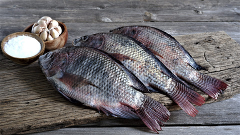 Ilustrasi ikan mujair. Foto: Shutterstock
