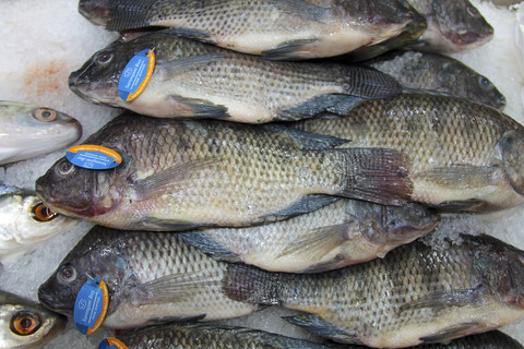 Ilustrasi ikan nila. Foto: Shutterstock