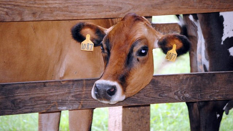 Ilustrasi sapi.