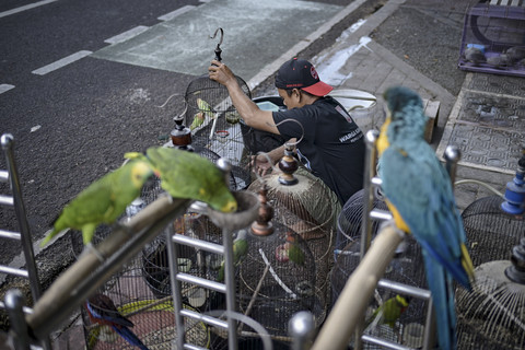 Para pedagang masih menjajakan hewan peliharaan di kios Pasar Barito, Jakarta Selatan, Minggu (3/8/2025). Foto: Jamal Ramadhan/kumparan
