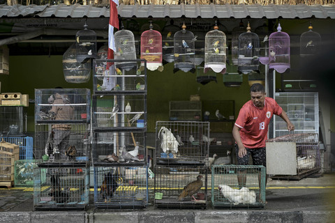 Para pedagang masih menjajakan hewan peliharaan di kios Pasar Barito, Jakarta Selatan, Minggu (3/8/2025). Foto: Jamal Ramadhan/kumparan