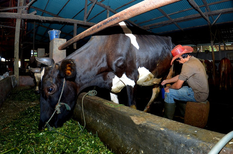 Usaha pakan milik Tommy Wavolta untuk ternak susu sapi di Ponorogo, Madiun hingga Pacitan, Jawa Timur. Foto: Dok. BRI
