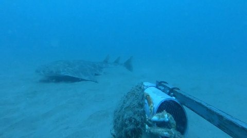Penampakan angelshark di Teluk Wales. Foto: CBMWC/The Wildlife Trust of South & West Wales