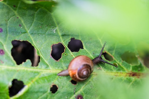 Bagaimana cara mengusir hama pada tanaman secara alami? Foto: Unsplash/Ante Hamersmit