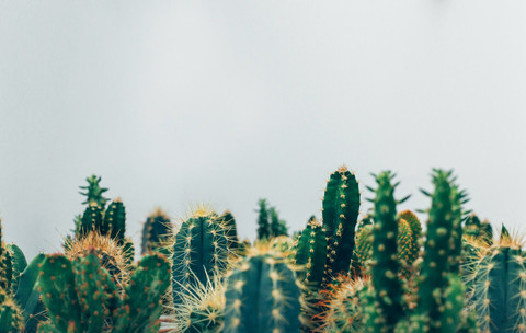 Tanaman Hias Depan Rumah. Foto Kaktus. Sumber Unsplash Thomas Verbruggen