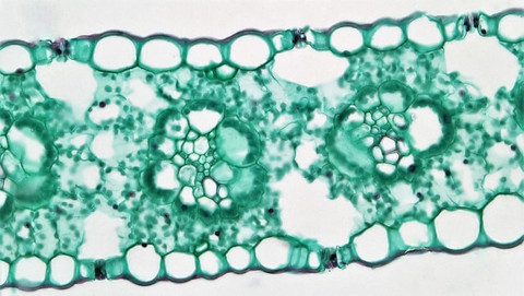 Ilustrasi Bagaimana Mekanisme Sel Kipas jika Terjadi Penguapan yang Relatif Besar? Sumber: Unsplash/Bioscience Image Library by Fayette Reynolds