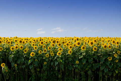  bonnie kittle/unsplash