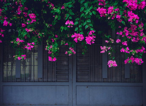 Ilustrasi  Jenis Tanaman Hias Bunga Outdoor, sumber gambar unsplash/Frodo Wandereer