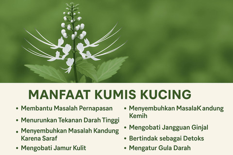 Ilustrasi manfaat tanaman kumis kucing