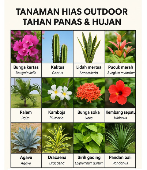 Tanaman hias outdoor tahan panas dan hujan