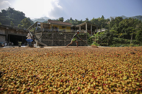 Pekerja menjemur kopi di Desa Rahtawu Kecamatan Gebog, Kabupaten Kudus, Provinsi Jawa Tengah, Minggu (10/8/2025).  Foto: Aditia Noviansyah/kumparan