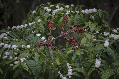 Buah kopi di Desa Rahtawu Kecamatan Gebog, Kabupaten Kudus, Provinsi Jawa Tengah, Minggu (10/8/2025). Foto: Aditia Noviansyah/kumparan