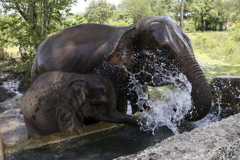 Gajah sumatra (Elephas maximus sumatranus) jinak minum dan mandi di Pusat Latihan Gajah (PLG) Saree, Aceh Besar, Aceh, Selasa (12/8/2025). Foto: Irwansyah Putra/ANTARA FOTO