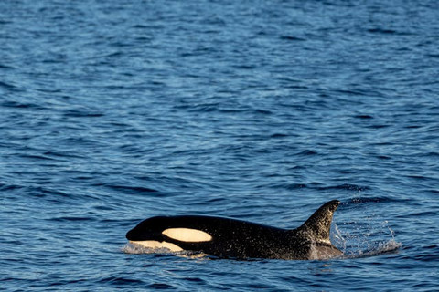 Ilustrasi untuk Apakah Paus Orca Berbahaya Bagi Manusia. Sumber: Pexels/Felixrottmann