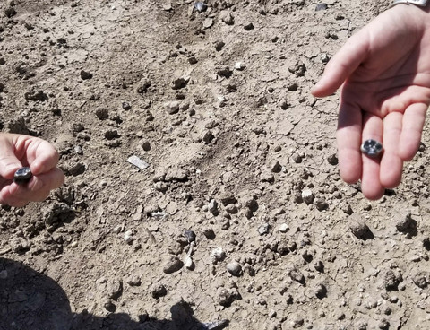 Para ilmuwan memegang fosil gigi hominin yang ditemukan di area penelitian paleoantropologi Ledi-Geraru di Wilayah Afar, Etiopia timur laut, dalam foto selebaran tanpa tanggal yang dirilis pada (13/8/2025). Foto: Amy Rector, Virginia Commonwealth University via REUTERS