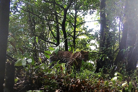 Macan tutul jawa di Gunung Muria pada 2018. Foto: PMPH Muria