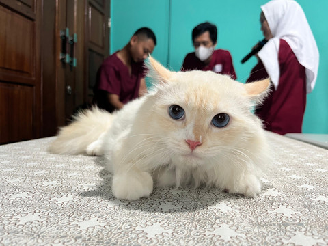  Rabiansyah/Hi!Pontianak.