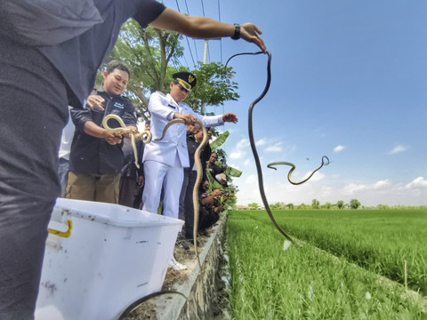 Bupati Indramayu Lucky Hakim usai upacara Kemerdekaan RI ke-80 melepas ratusan ekor ular ke sawah diharapkan bisa membasmi hama tikus di Indramayu, Minggu (17/8/2025). Foto: Panji Asmara/kumparan