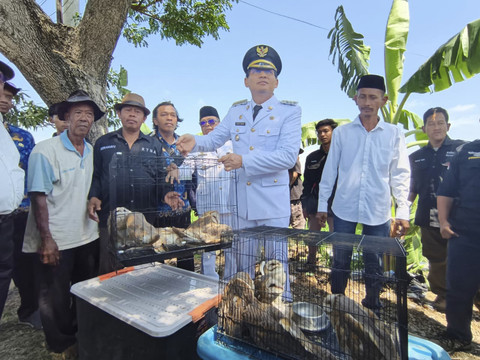 Bupati Indramayu Lucky Hakim melepas ular, burung hantu dan biawak di area persawahan Desa Limbangan, Kecamatan Juntinyuat, Indramayu, Minggu (17/8/2025). Foto: kumparan