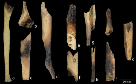  MDGuillén/IPHES via Scientific Reports