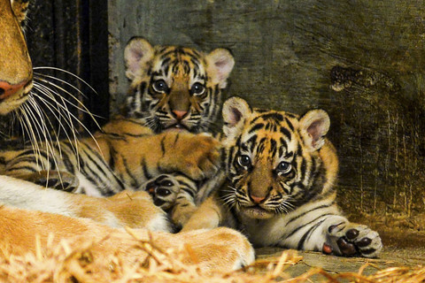 Dua anak Harimau Benggala (Panthera Tigris Tigris) yang baru lahir di Kebun Binatang Bandung, Bandung, Jawa Ba...                    </div>

                    <div class=
