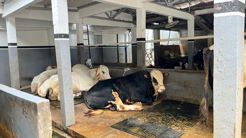 Suasana peternakan warga yang mengolah kotoran sapi menjadi biogas di Cikoko Bio Farm Education Al Amin, Pancoran, Jakarta Selatan, Selasa (19/8/2025). Foto: Nasywa Athifah/kumparan
