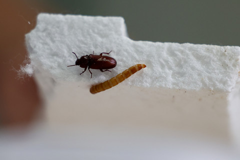 Kumbang ulat kuning dan ulat hongkong berada di atas sepotong styrofoam di fasilitas penelitian Institut Biologi di Beograd, Serbia, Senin (18/8/2025). Foto: Zorana Jevtic/REUTERS