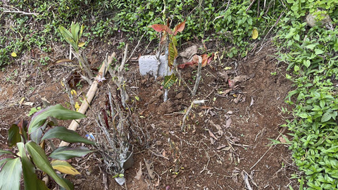 Makam Raya (4) bocah yang meninggal akibat cacingan akut di Desa Cianaga, Sukabumi, Jawa Barat. Rabu (20/8/2025). Foto: Rayyan Farhansyah/kumparan