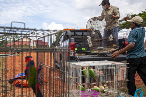 Petugas BBKSDA menyusun barang bukti burung dilindungi yang disita saat pengungkapan kasus kepemilikan serta perdagangan satwa dilindungi di Polda Kepri, Batam, Kepulauan Riau, Kamis (21/8/2025). Foto: Teguh Prihatna/ANTARA FOTO