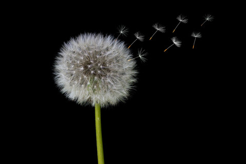 Ilustrasi Apa Itu Proses Penyerbukan, Sumber Unsplash Herbert Goetsch