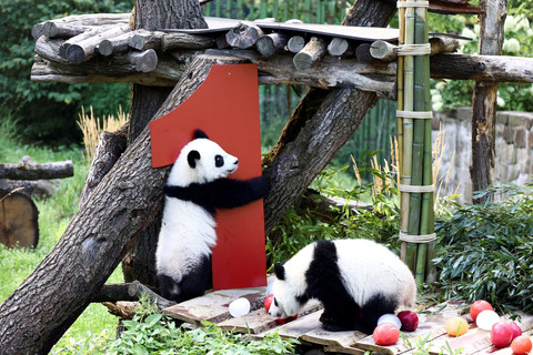 Anak panda kembar Leni dan Lotti bermain di kandangnya saat merayakan ulang tahun ke-1 di Kebun Binatang Berlin, Berlin, Jerman, Jumat (22/8/2025). Foto: Liesa Johannssen/REUTERS